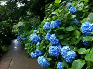 ニュース トピックス 三日月堂花仙 一級和菓子職人が創り出す鎌倉どら焼き 可麻久良最中 もなか 鎌倉殿 大どら 饅頭 羊羹を通販でどうぞ